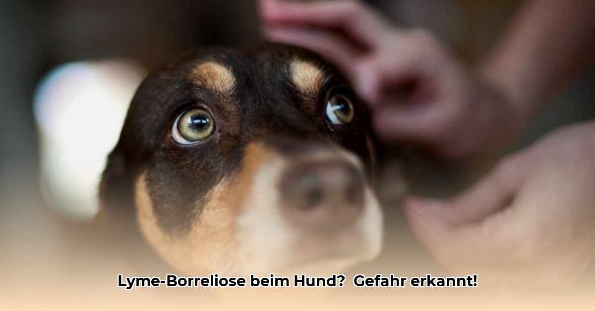 ziekte-van-lyme-bij-honden